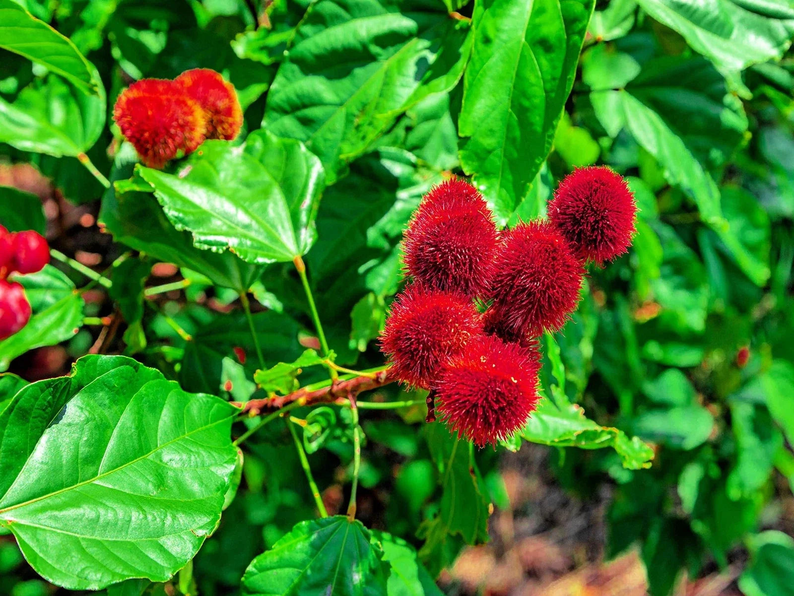 Lipstick Tree Seeds - Bixa orellana - Natural Dye & Ornamental Planting Seeds - 20 Seeds