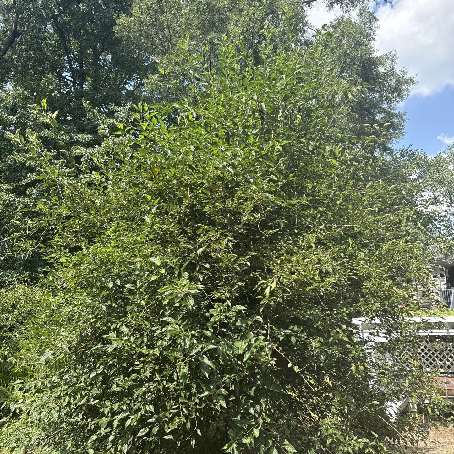 Live Mulberry Tree Plant | Well-Rooted in 3-Gallon Pot | Morus spp. | Fruit-Bearing Deciduous Tree for Garden