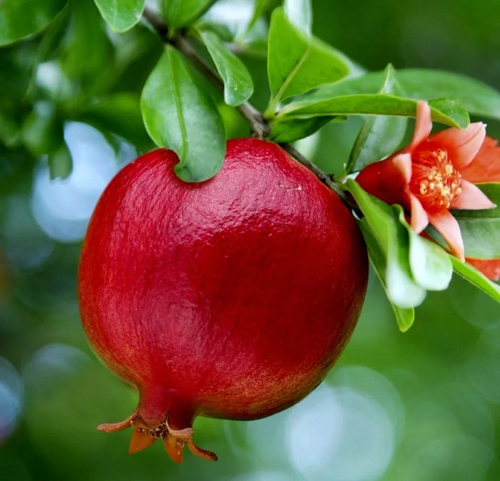 Pomegranate Fruit Tree Seedling 2ft, Bright Red Fruit, Orange Flowers, Attracts Butterflies & Hummingbirds, Punica Granatum