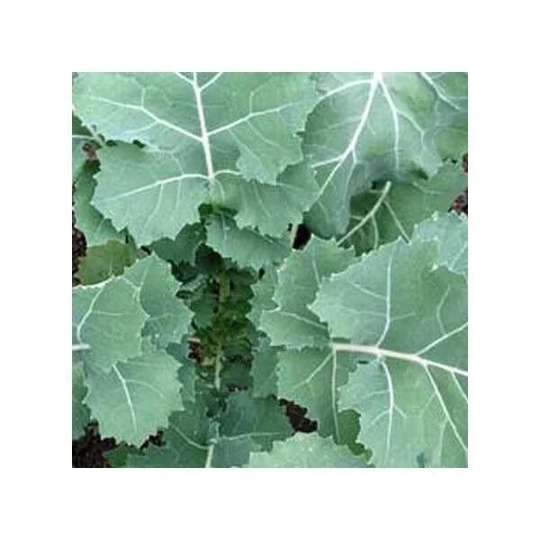 Kale Seeds - Non-GMO Heirloom Early Hanover Variety - Brassica oleracea - Packaged Seeds for Home Gardens