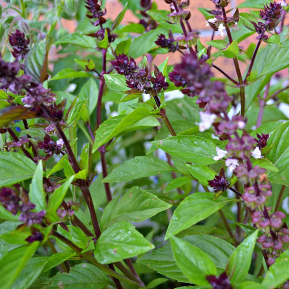 Cinnamon Basil Seeds NON-GMO | Ocimum basilicum Herb Garden Starter