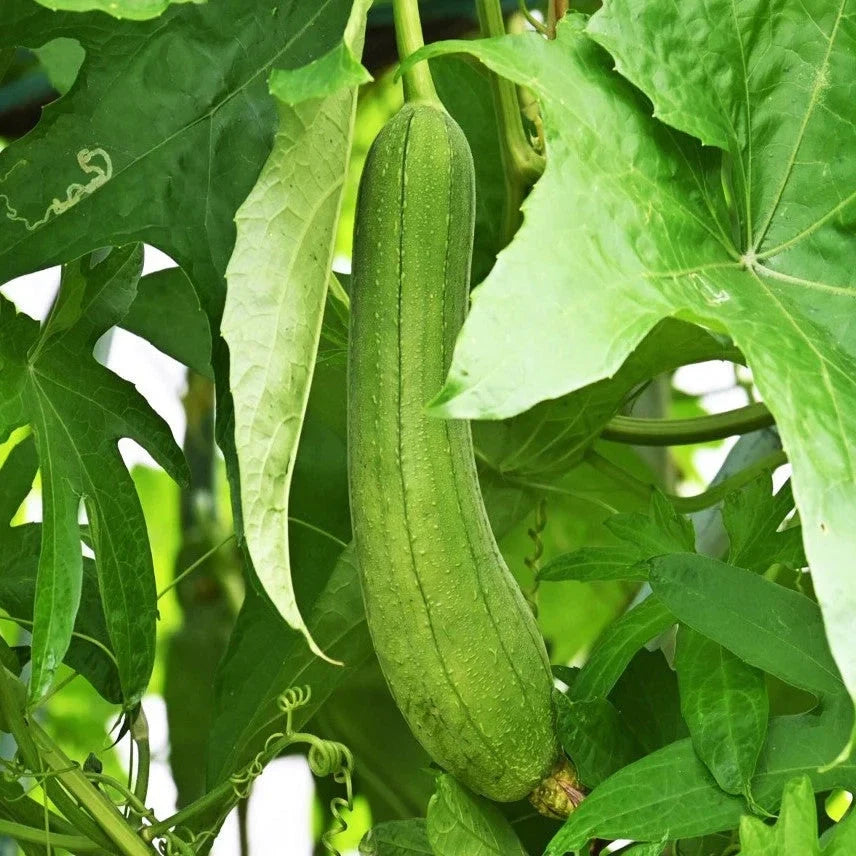 Luffa Gourd Seeds - Smooth Long Hybrid Dok Variety for Sponges, Gardening, and Sustainable Living