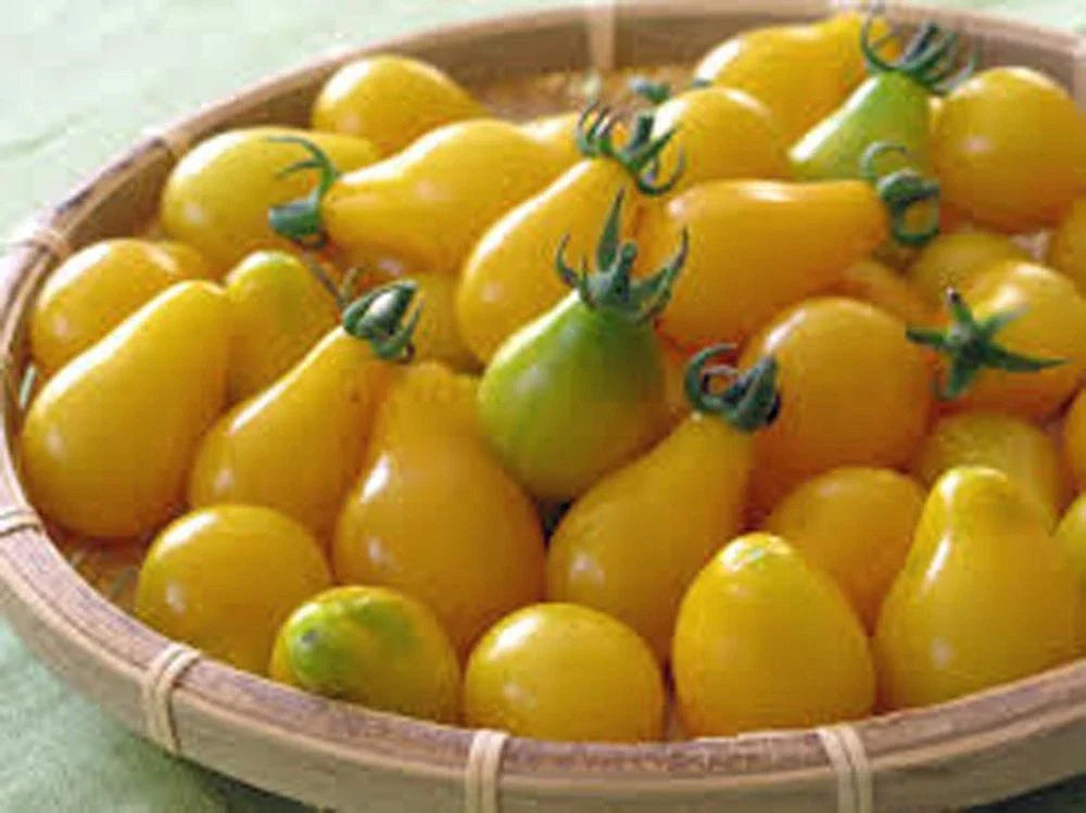 Yellow Pear Tomato Seeds - Heirloom Non-GMO, 100+ Seeds for Home Gardening, Sweet Pear-Shaped Solanum lycopersicum