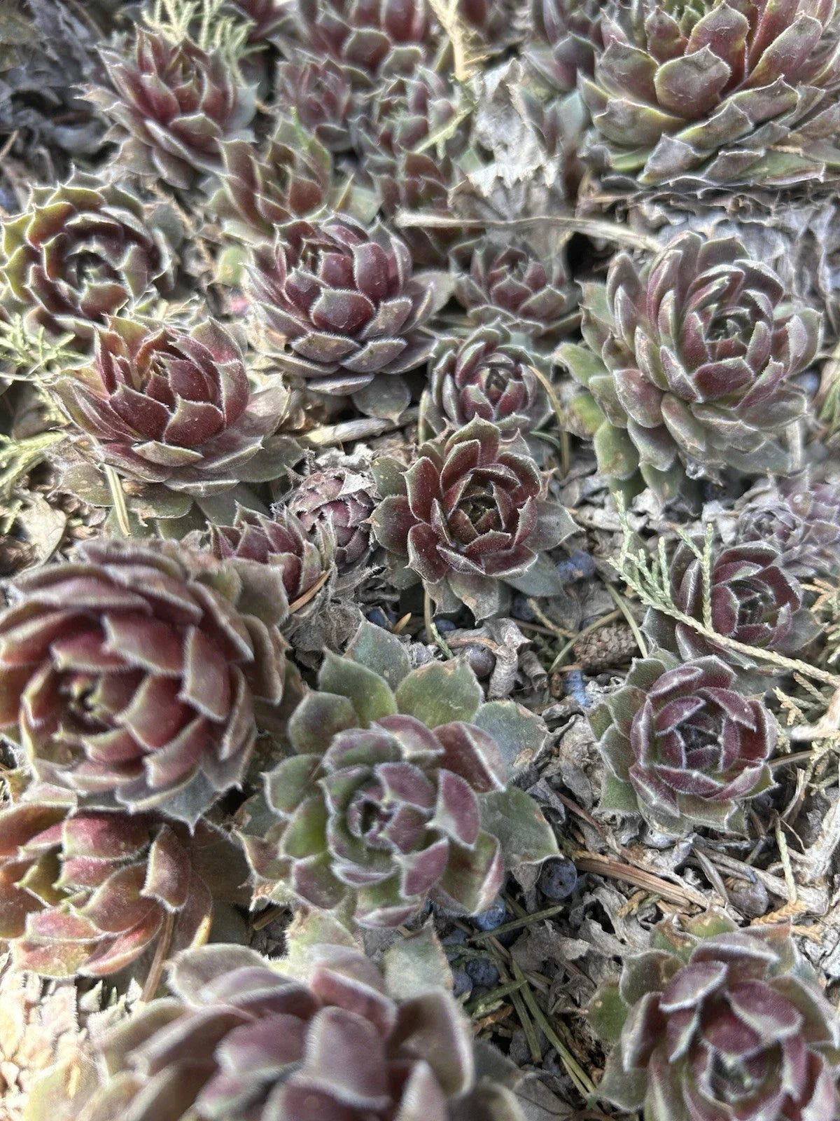 Live Sempervivum Succulents - 10 Commander Hay Hens & Chicks - Hardy Perennials for Zones 4-8