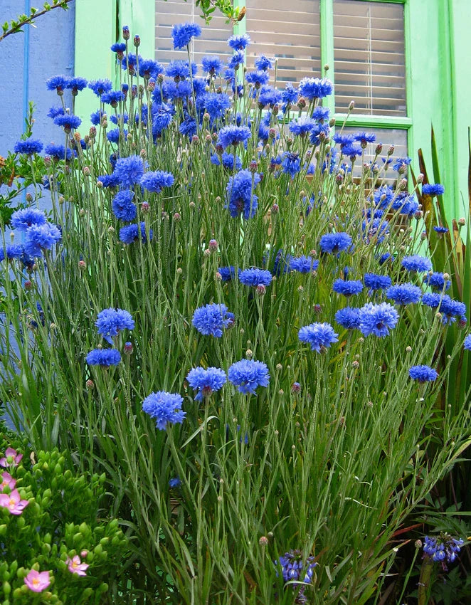 Batchelor Button Flower Seeds - Blueboy Variety - Florist Quality Centaurea cyanus