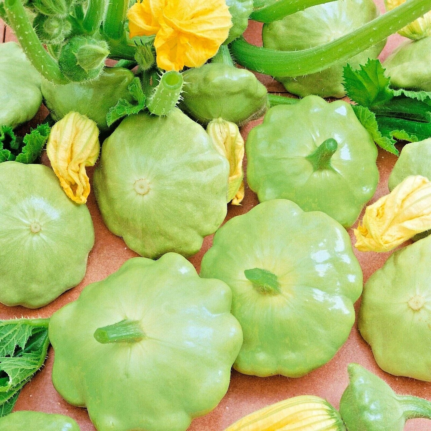Organic Heirloom Summer Squash Seeds - Bennings Green Tint, Cucurbita pepo, Bountiful Harvest, Easy to Grow Vegetable Garden
