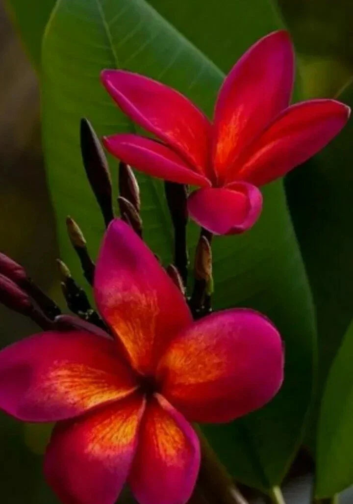 Red Root Plumeria Plant in 3 Inch Pot – Tropical Plumeria rubra with Vibrant Flowers