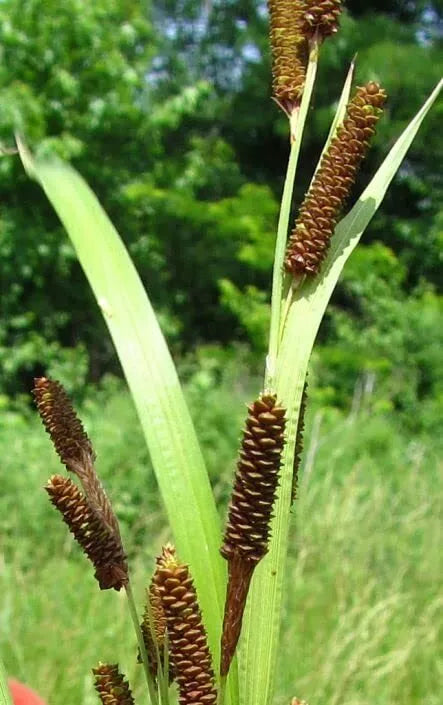 Pinecone Cattail Seeds for Planting - Carex shortiana - Wetland Native Plant, Sedge, 50 Seeds