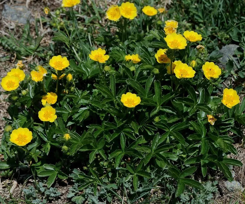 Aurea Potentilla Perennial Seeds - 5000 Count, Yellow Flowers, Hardy Ground Cover, Potentilla fruticosa, Full Sun, Zone 3-7
