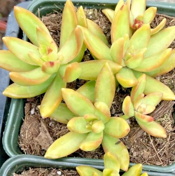 Succulent Plants 2" Sedum adolphi Golden Glow Yellow Rosettes Indoor Outdoor