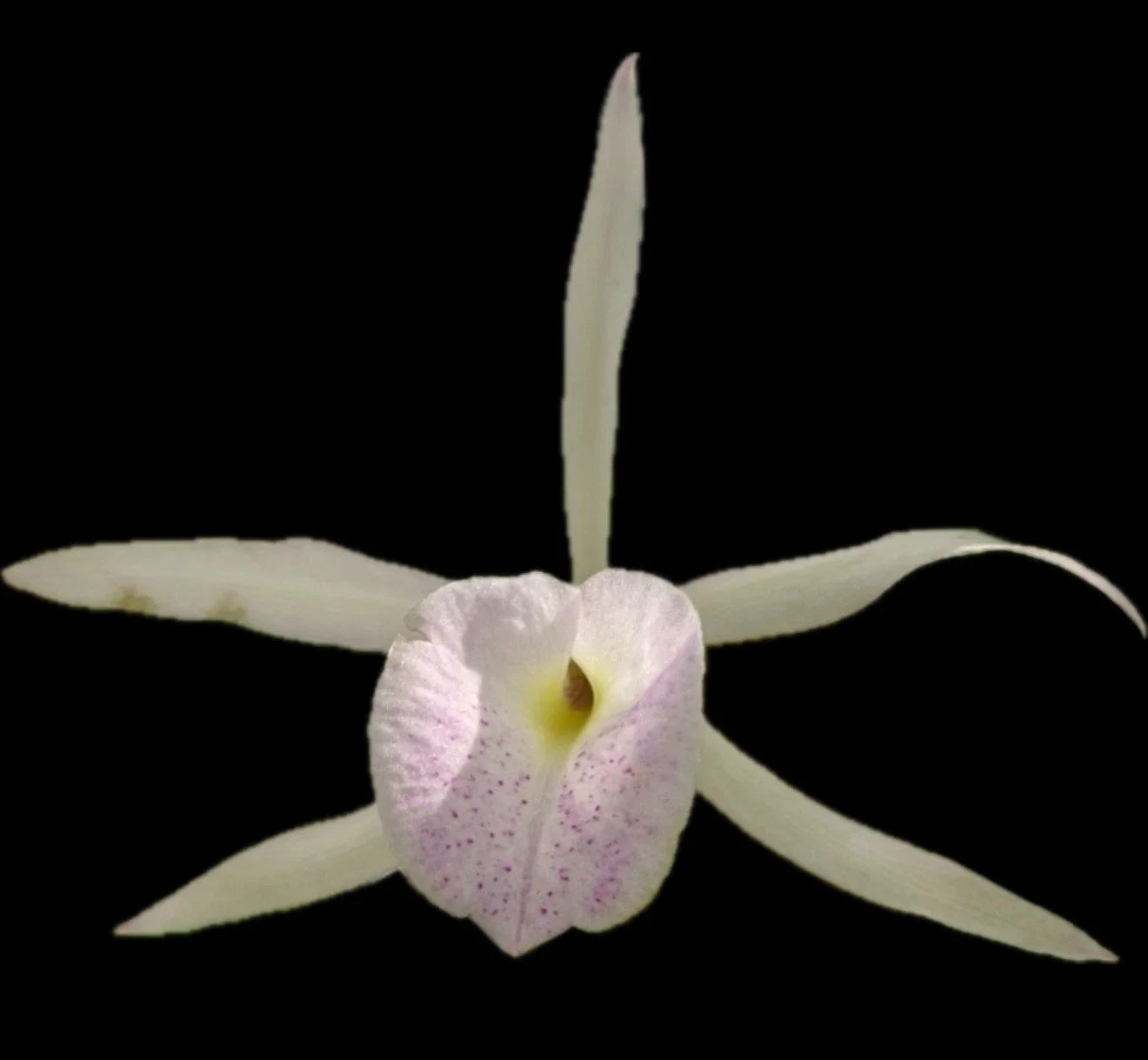 Brassocattleya Playa Herradura Orchid Plant - Super Bare Root Epiphytic Orchid with Multi-Color Flowers