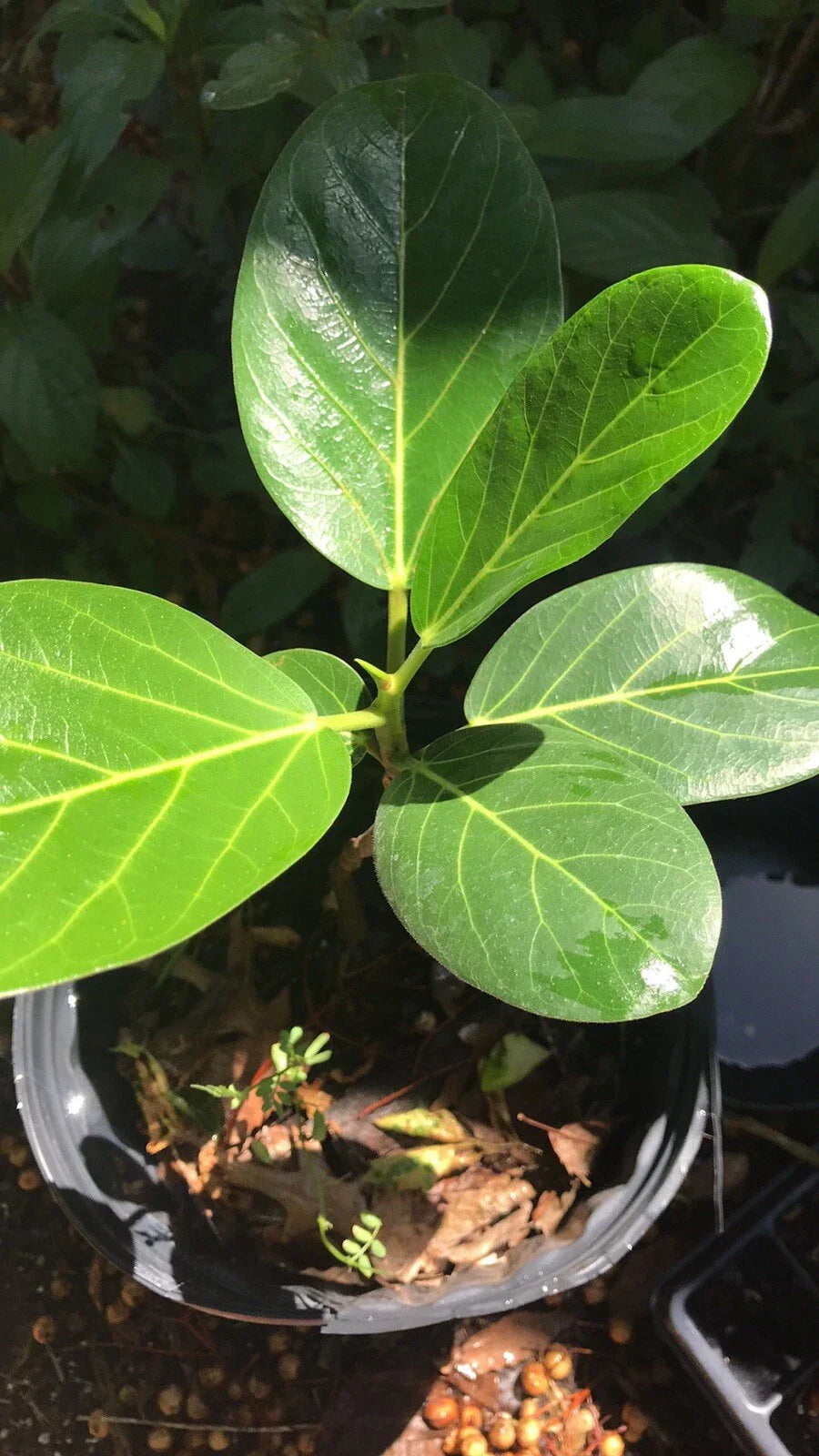 Audrey Fig 12” Tall Ornamental Fig - Ficus benghalensis Bare Root Plant