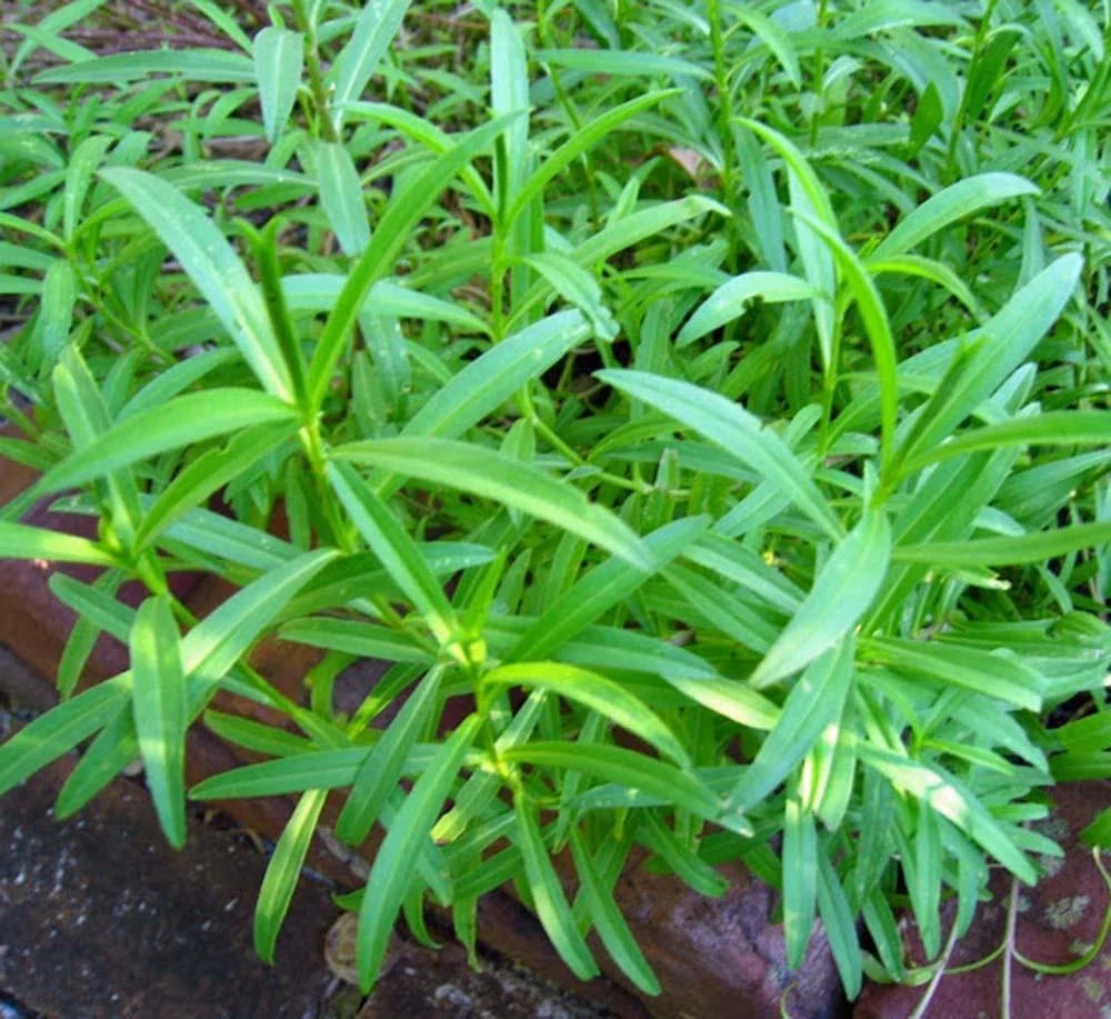 Tarragon Seeds 500 Pack Heirloom Non-GMO Artemisia dracunculus Herb Seed for Culinary Gardening