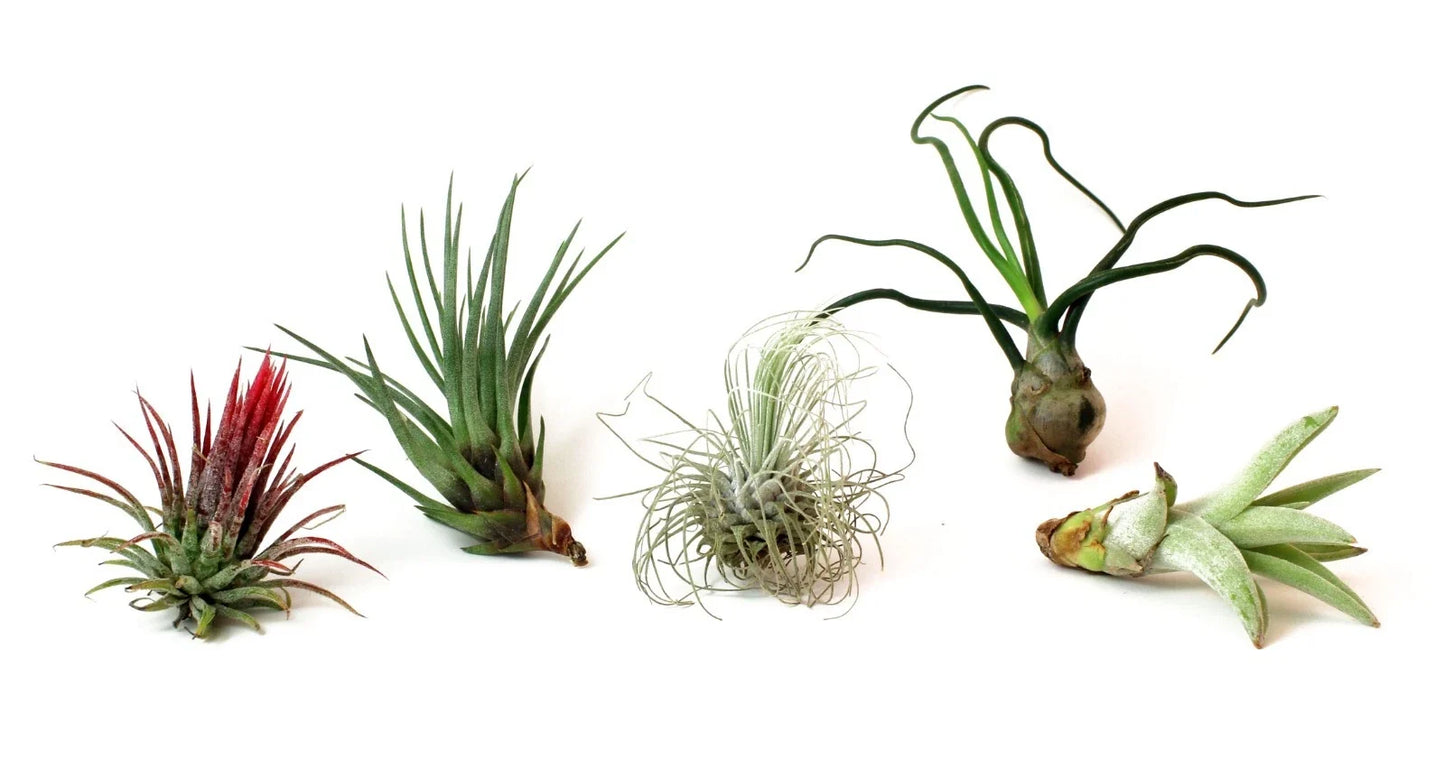 Assorted Live Tillandsia Air Plants - Exotic Low Maintenance Indoor Plants - 5 Pack - Epiphytic, Varieties, Easy Care