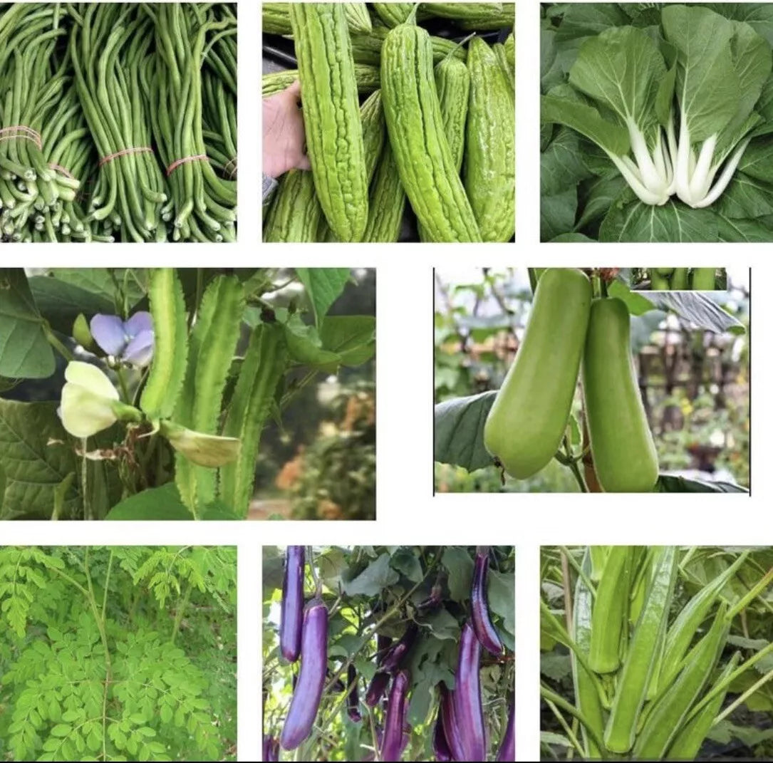 Asian Vegetable Seeds Set of 25 Varieties - Heirloom Non-GMO Gardening Seeds for Home Gardens and Containers