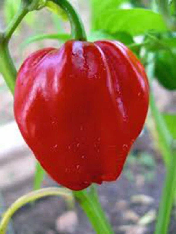 Habanero Chile Pepper Seeds – Heirloom, Spicy Capsicum chinense, 20+ Seeds for Salsas & Cooking, Compact Bushy Plant