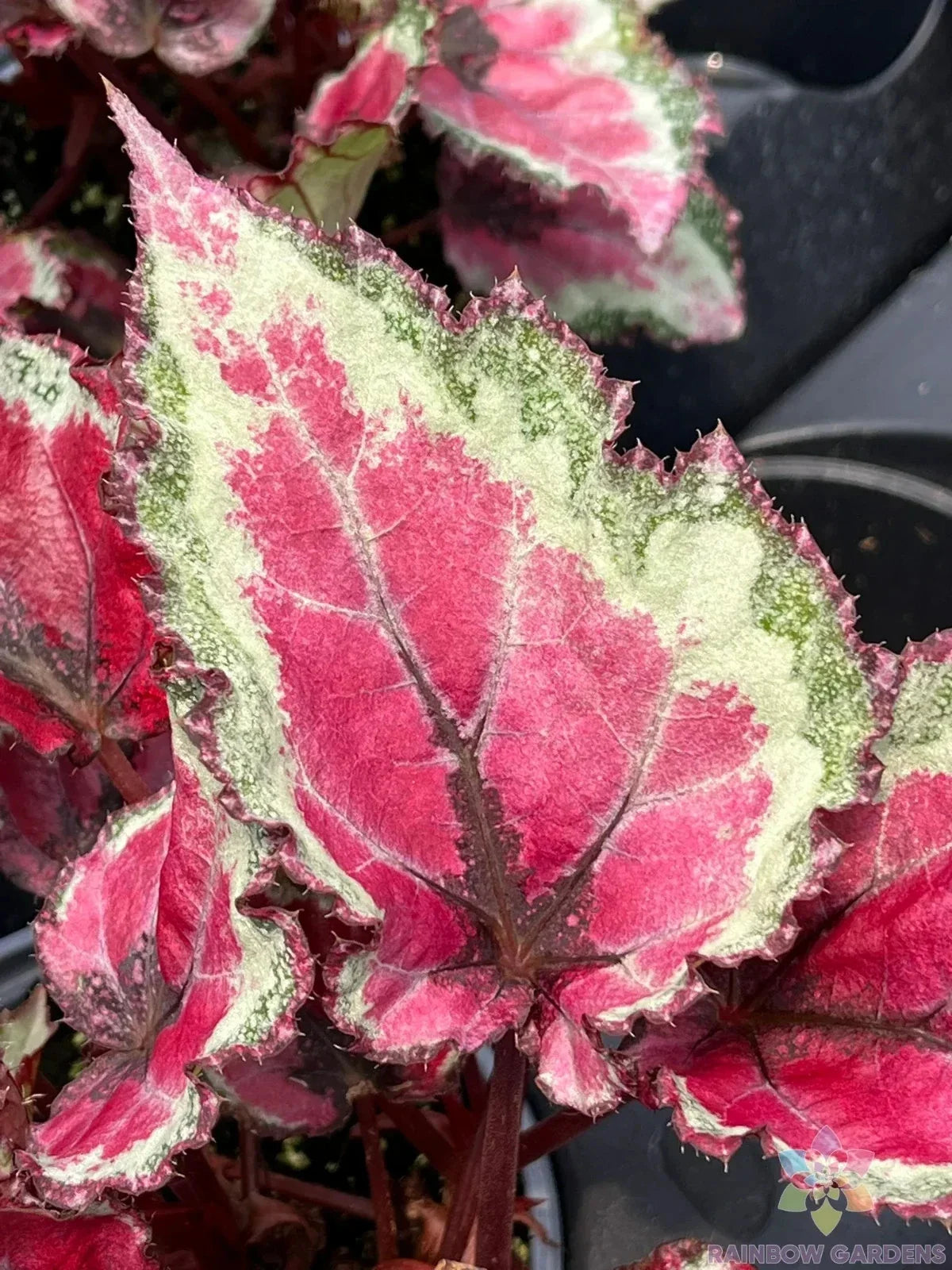 Spitfire Begonia Seeds - 25+ Pack for Garden Planting - Begonia x tuberhybrida - Annual Flowering Plant for Containers & Beds