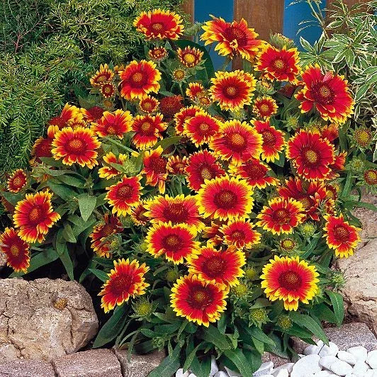 Gaillardia Goblin Sun Worshiper Perennial Seeds - Bright Colorful Blanket Flower Gaillardia aristata