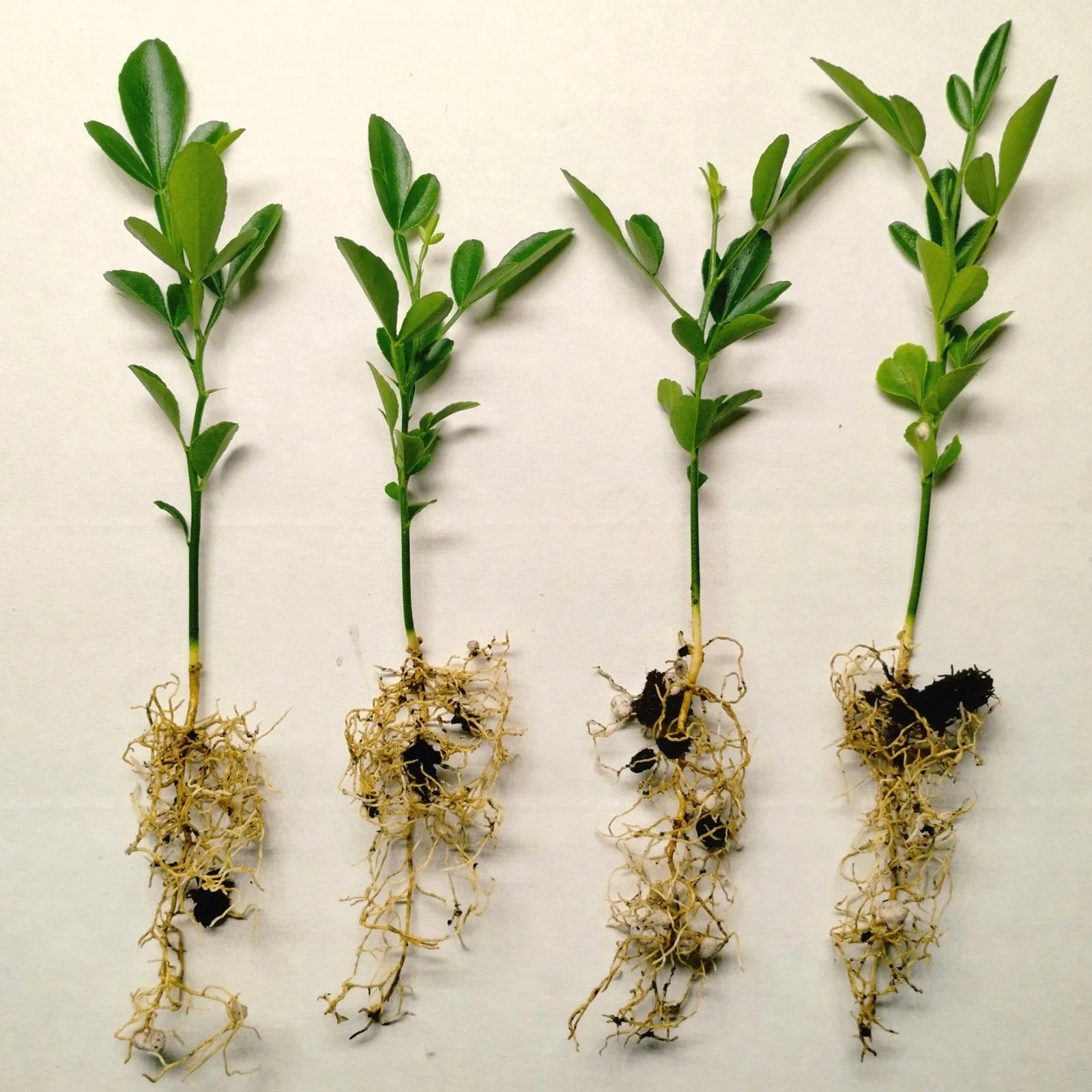 Cold Hardy Citrus Seedlings 4-Pack - Citrus reticulata for Garden, Pot, Outdoor Planting