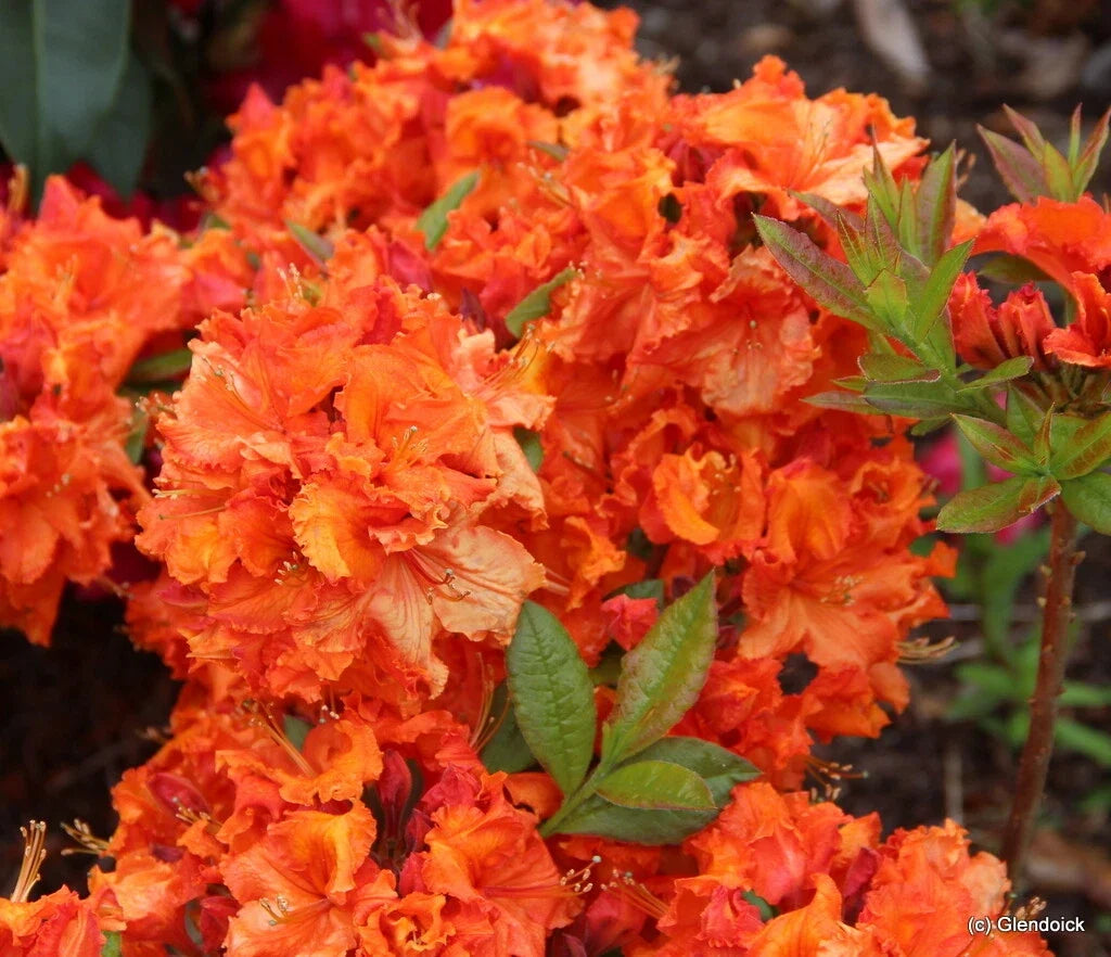 Deciduous Azalea Starter Plant - Gibraltar Variety - Rhododendron - Small Rooted Plant for Garden & Landscaping