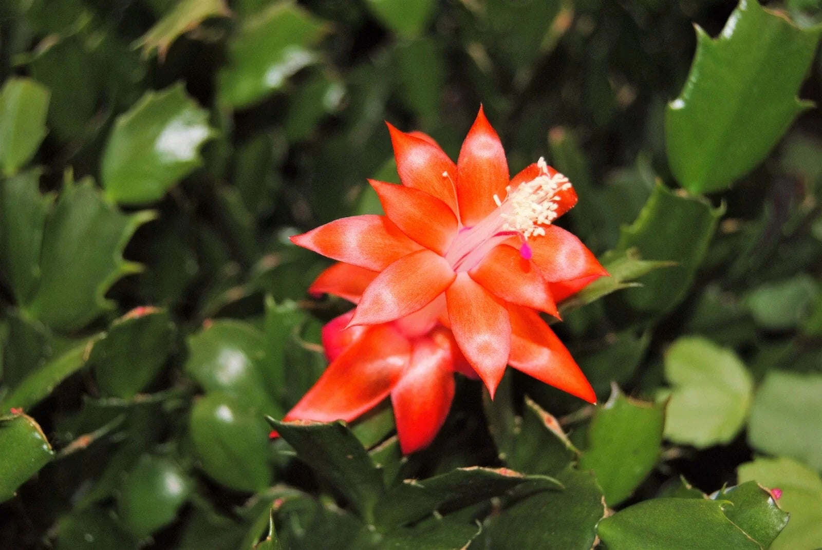 Christmas Cactus Starter Plant - Indian Summer Schlumbergera truncata - Well Rooted Indoor Decor Plant