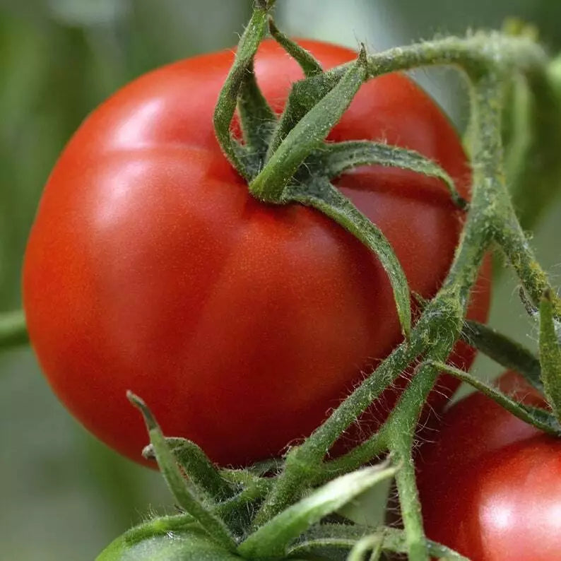 Florida Tomato Seeds 100 Count Heirloom Non-GMO Vegetable Seeds Lycopersicon esculentum