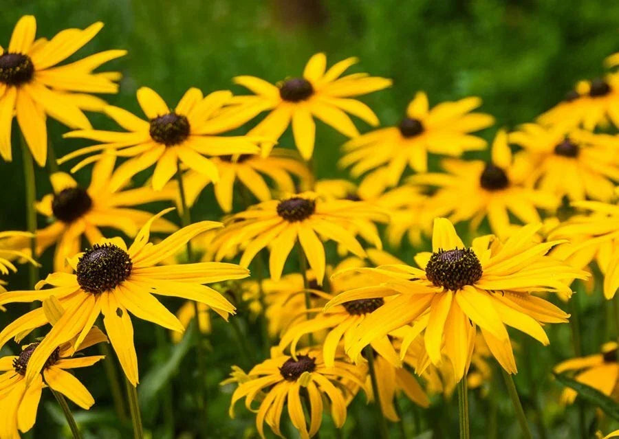 Black Eyed Susan Seeds - 1000+ Rudbeckia hirta Yellow Flower Seeds - USA Seller