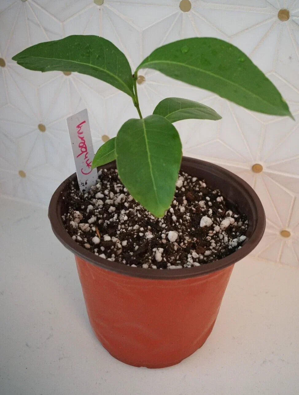 Orange Berry GINBERRY Starter Tree 4-6'' Large Seedling | Glycosmis pentaphylla Tropical Fruit Plant