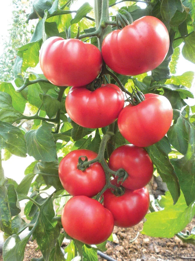 Beefsteak Heirloom Tomato Seeds - NON-GMO, Slicing Variety, Solanum lycopersicum, Full Sun, Organic Gardening, Free Shipping
