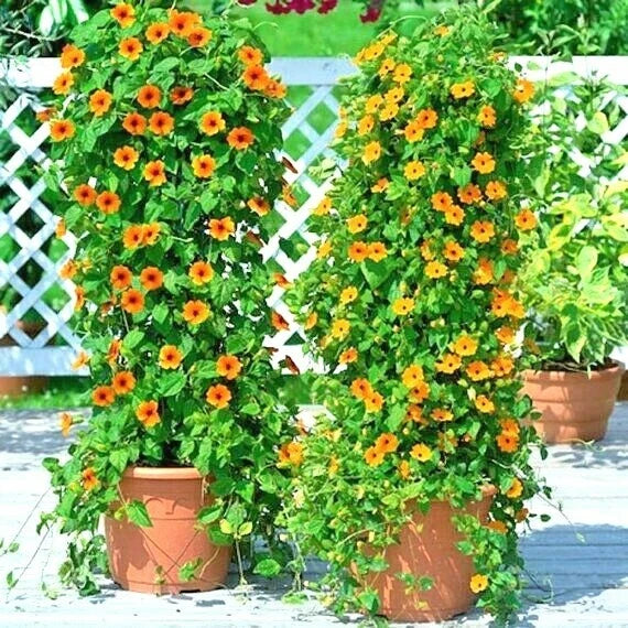 Black Eyed Susan Vine Seeds - Climbing Flower Seeds for Garden, Patio, Container - Thunbergia alata