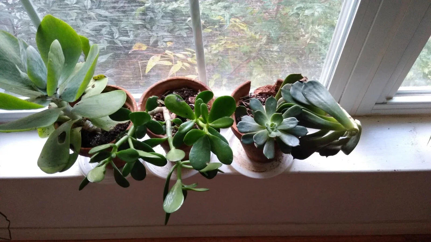 Succulent Cuttings Mix - 10 Assorted Varieties for Indoor and Outdoor Planting