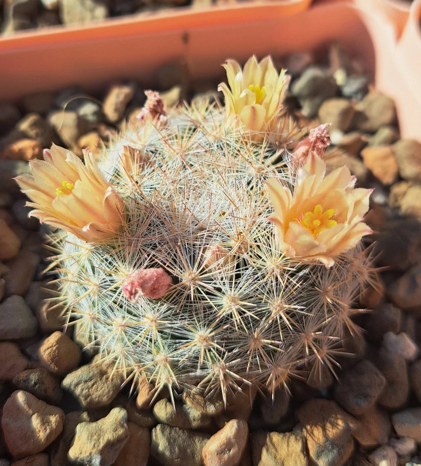 Mammillaria Candida Cactus Bare Root Plant with White Spines, Easy Care Succulent for Indoor Gardens