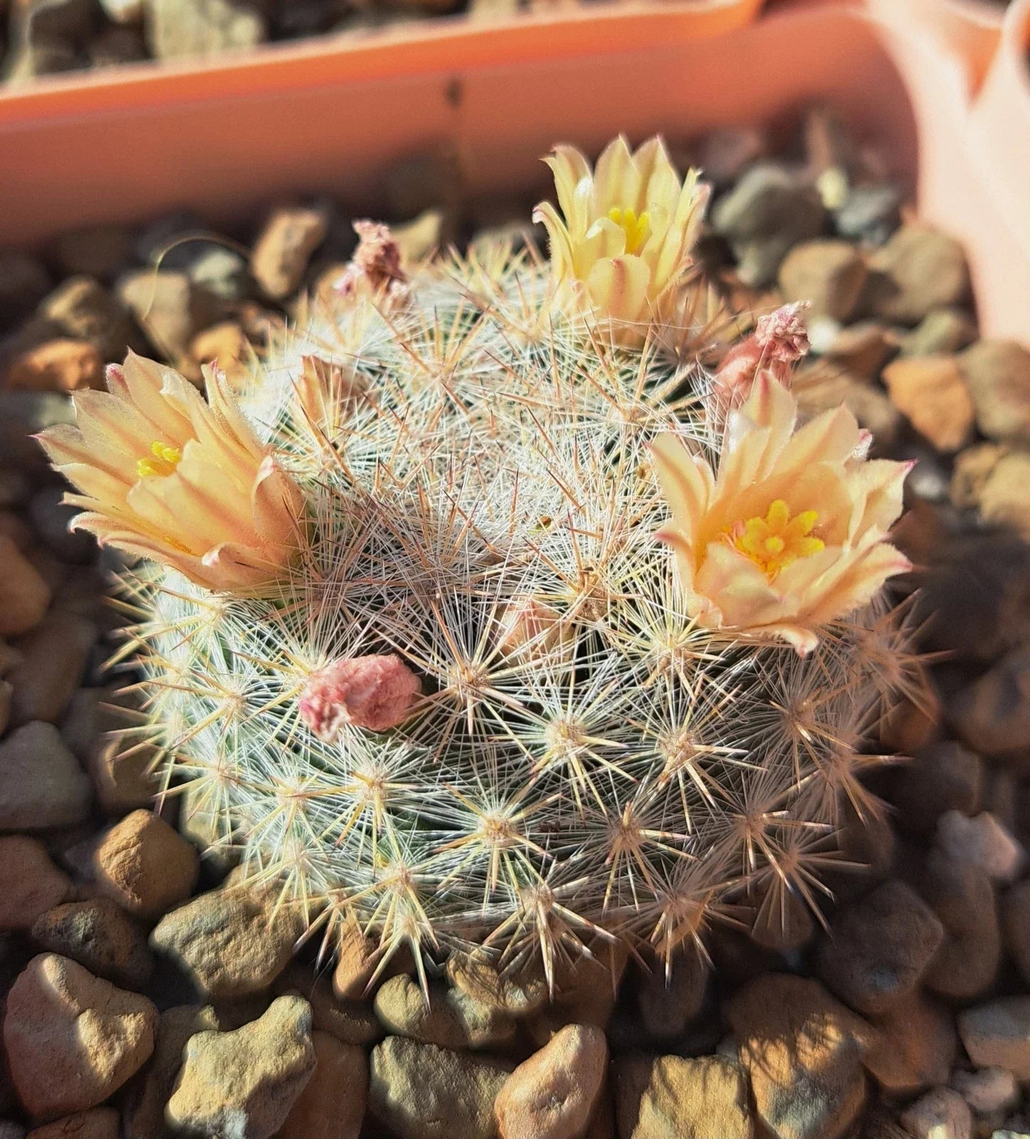 Mammillaria Candida Cactus Bare Root Plant with White Spines, Easy Care Succulent for Indoor Gardens
