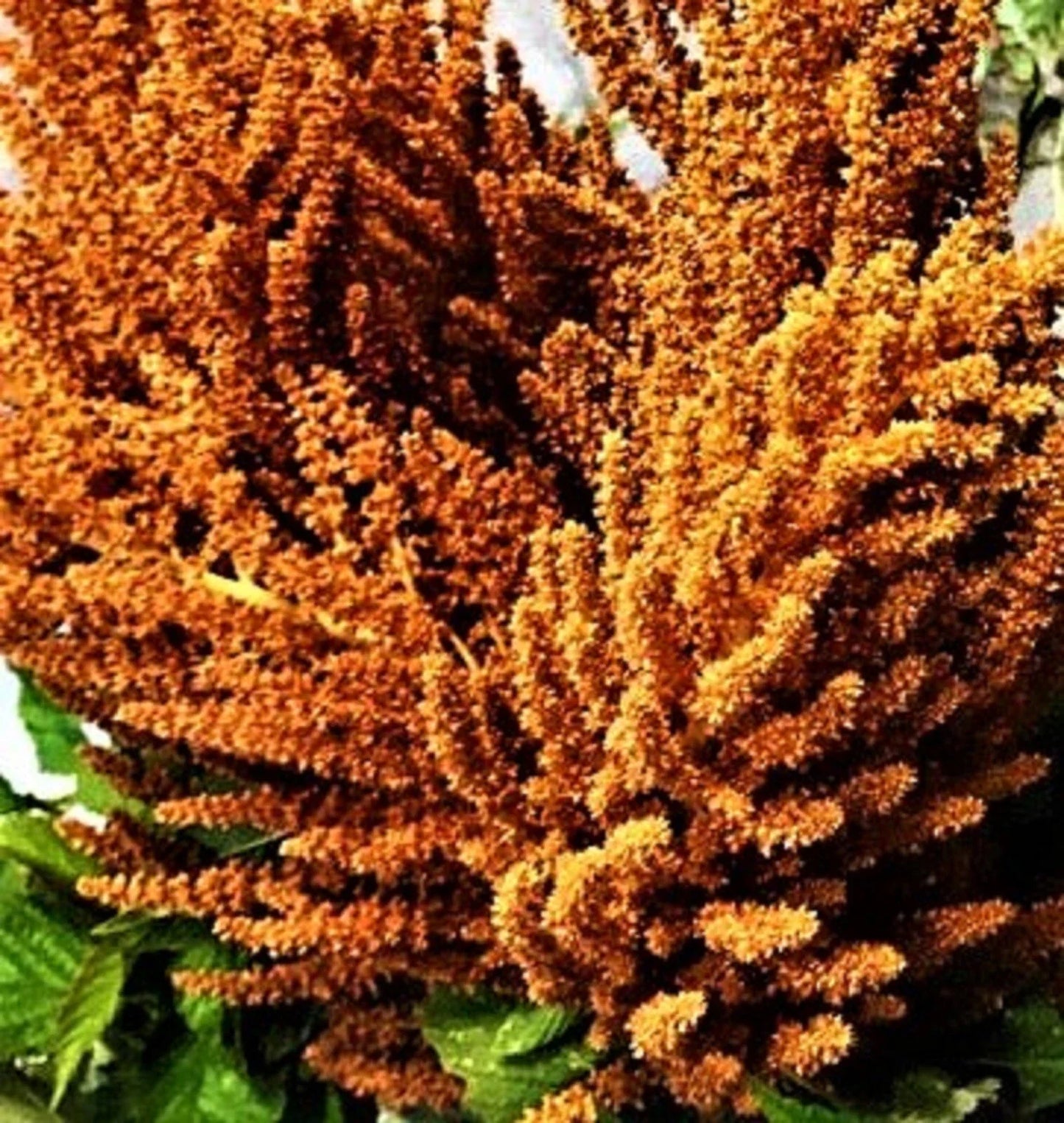 Amaranthus Seed Packets - Hot Biscuits Mix Non-GMO Flower Seeds for Vibrant Garden, Borders, Containers, Pollinator Attractant