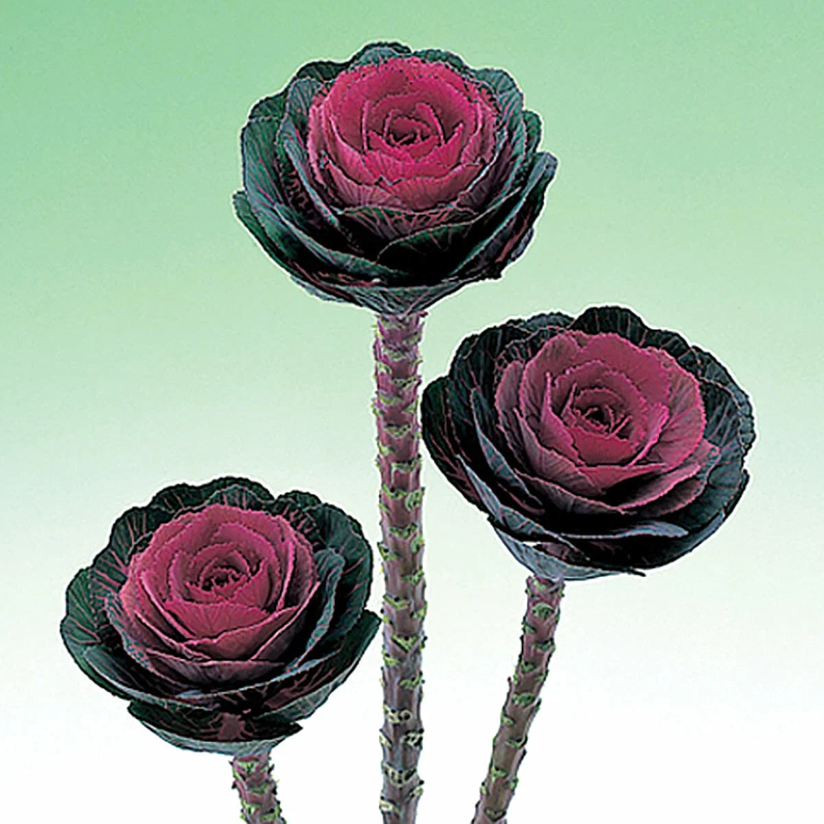 Ornamental Kale Seeds - Crane Red Variety - Brassica oleracea - 40 Seeds for Fall & Winter Gardens
