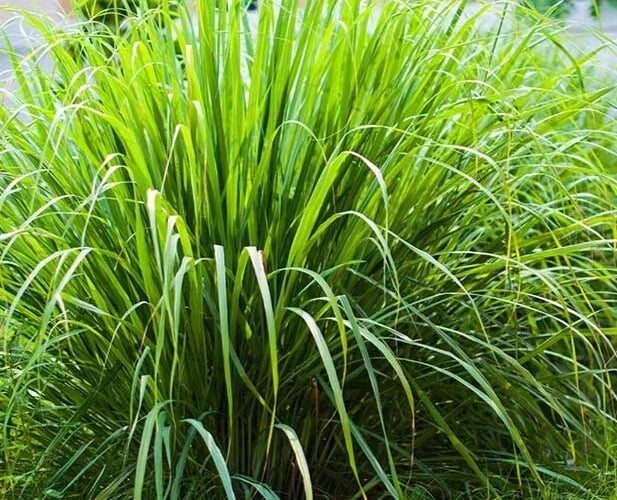 Organic Lemongrass Seeds 100 Count - Cymbopogon Flexuosus Caribbean Fever Grass