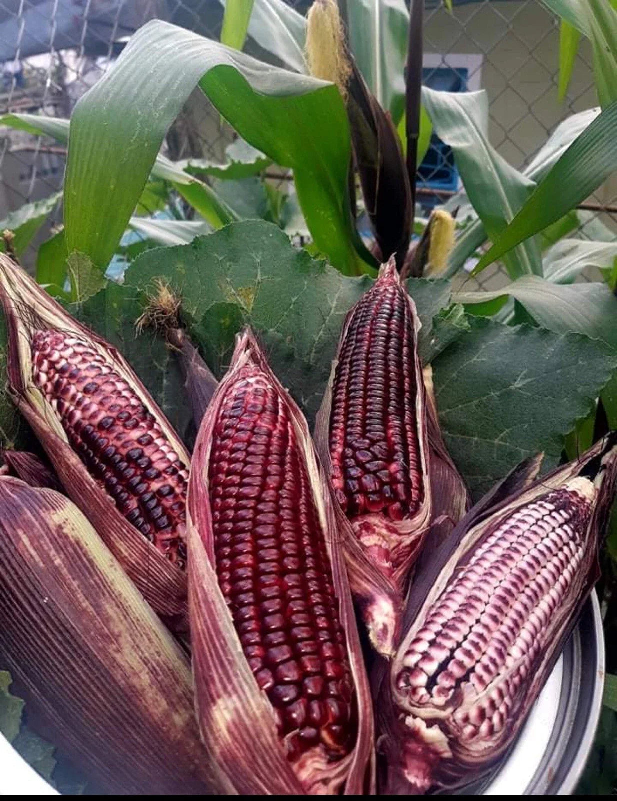 Double Red Sweet Corn Seeds - Non-GMO Zea mays Vegetable Seeds for Home Garden & Farming