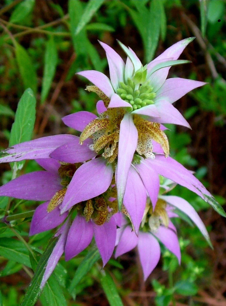 50+ Spotted Bee Balm Seeds - Monarda punctata L. - Medicinal Herb & Pollinator Friendly
