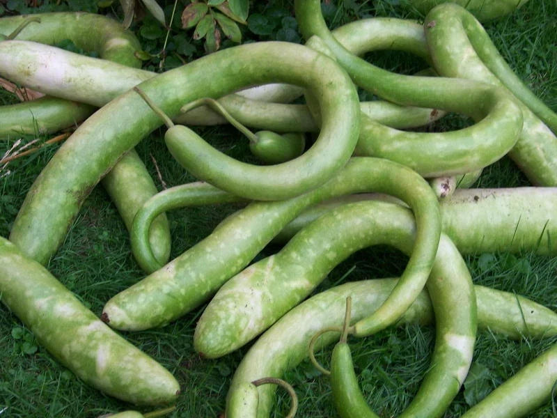 Snake Gourd Seeds - Pack of 20 - Trichosanthes cucumerina - Exotic, Vining Vegetable for Home Garden
