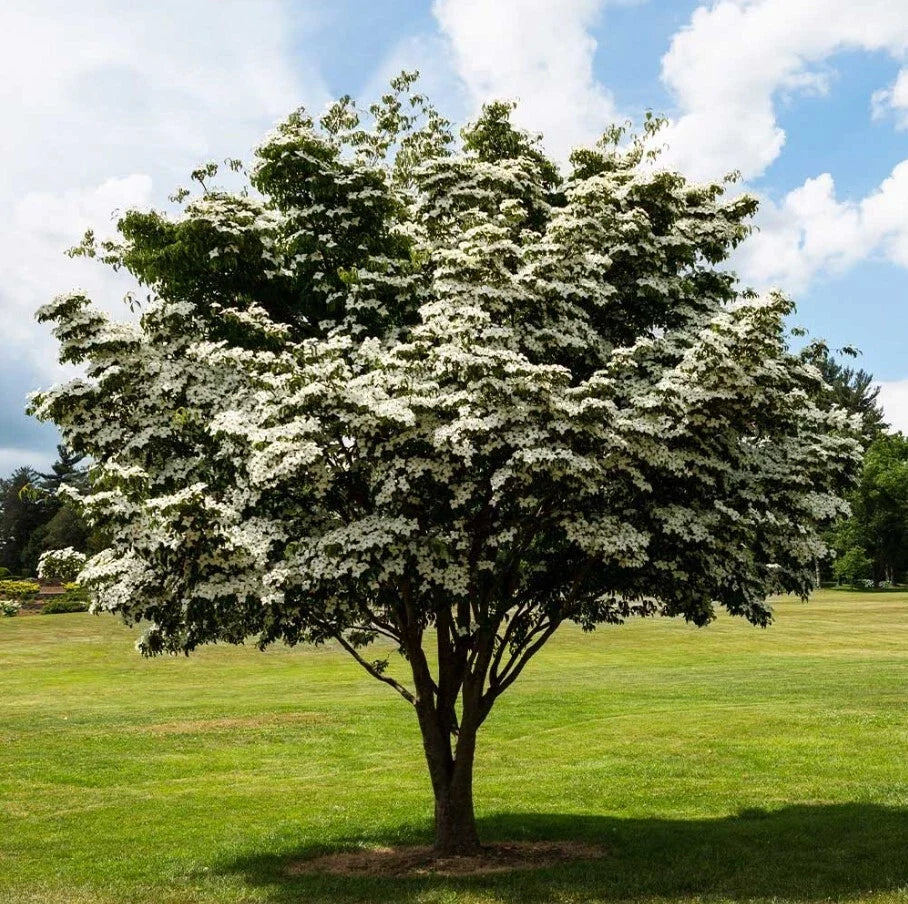 Kousa Dogwood Trees Set - 12" Tall, 4" Pot, White Blooms, Cornus Kousa, Ornamental Small Trees for Garden Landscaping