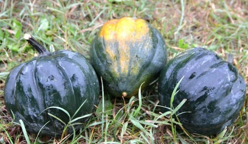 Table Queen Acorn Squash Seeds - 20 Premium Cucurbita pepo Vegetable Seeds for Home Garden & Container Planting