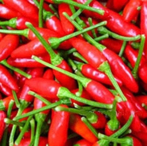 Organic Thai Chili Pepper Seeds - Heirloom Small Red Capsicum annuum for Spicy Cooking & Gardening