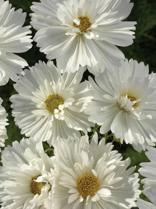 Cosmos Seeds - 100 Non-GMO Cosmos bipinnatus PSYCHE WHITE White Blossoms for Garden, Borders & Containers