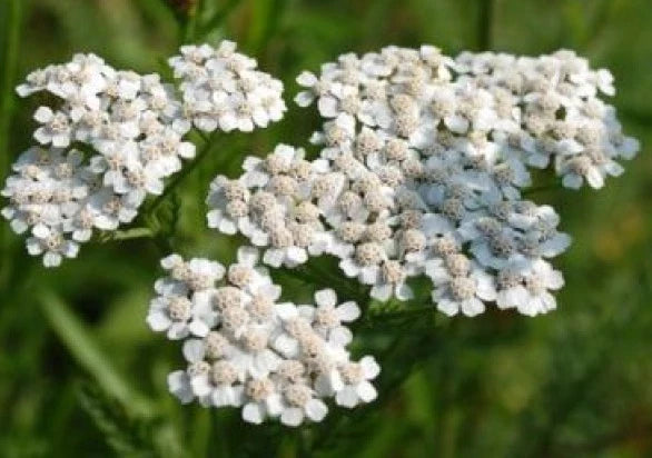 White Yarrow Perennial Flower Seeds - Achillea millefolium - 200 Seeds for Garden, Borders, Wildflower Beds