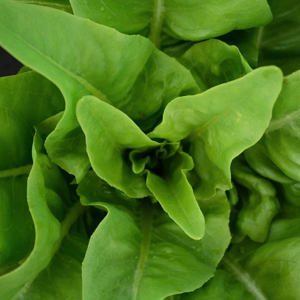 Amish Deer Tongue Lettuce Seeds - Non-GMO Heirloom Organic Loose-Leaf Variety for Gardening