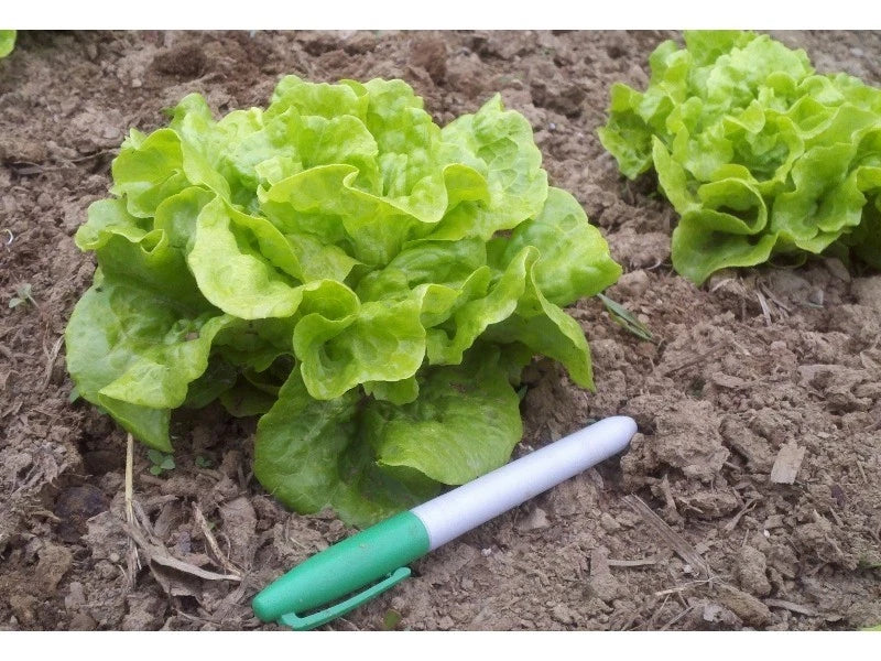 Tom Thumb Leaf Lettuce Seeds - Compact, Easy to Grow Lactuca sativa for Salad Greens, 50 Seeds, Container Gardening