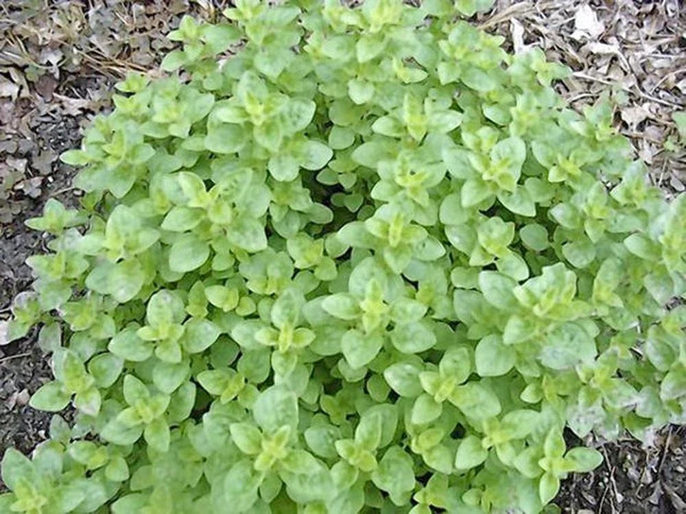 Oregano Seed Pack - 100 Heirloom Non-GMO Italian Herb Seeds - Origanum vulgare for Culinary Gardens