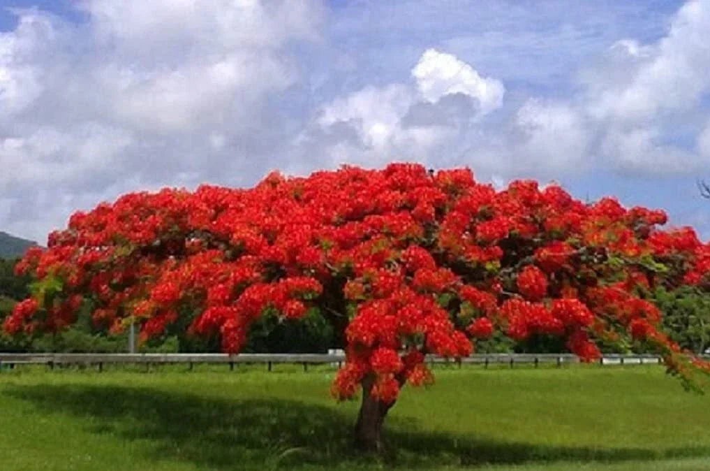 20 Seeds Delonix regia - Royal Poinciana Flame Tree, Gulmohar, Tropical Ornamental Tree Seeds