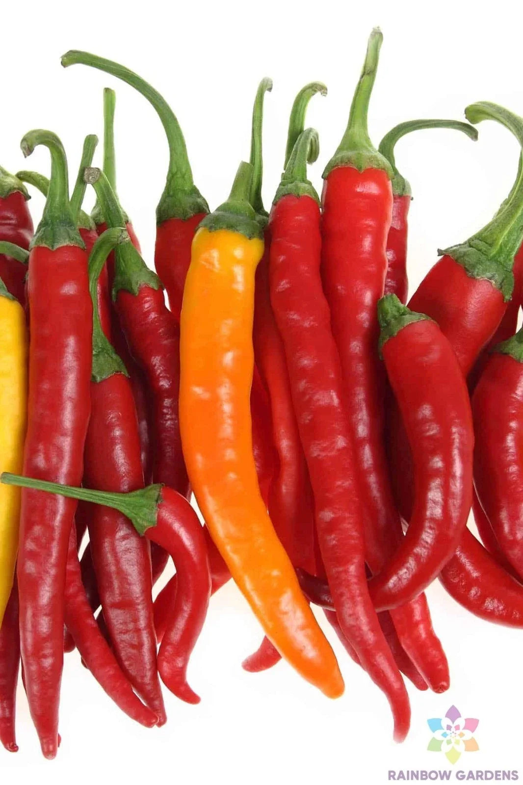 Jwala Finger Hot Pepper Seeds - 25+ Pack, Capsicum annuum, Spicy Culinary Peppers for Home Gardening, USA Grown