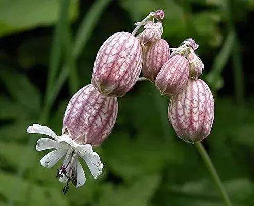 Bladder Campion Seeds - 50 Pack - Silene vulgaris - Perennial Wildflower for Garden, Pollinator Attracting, Easy to Grow